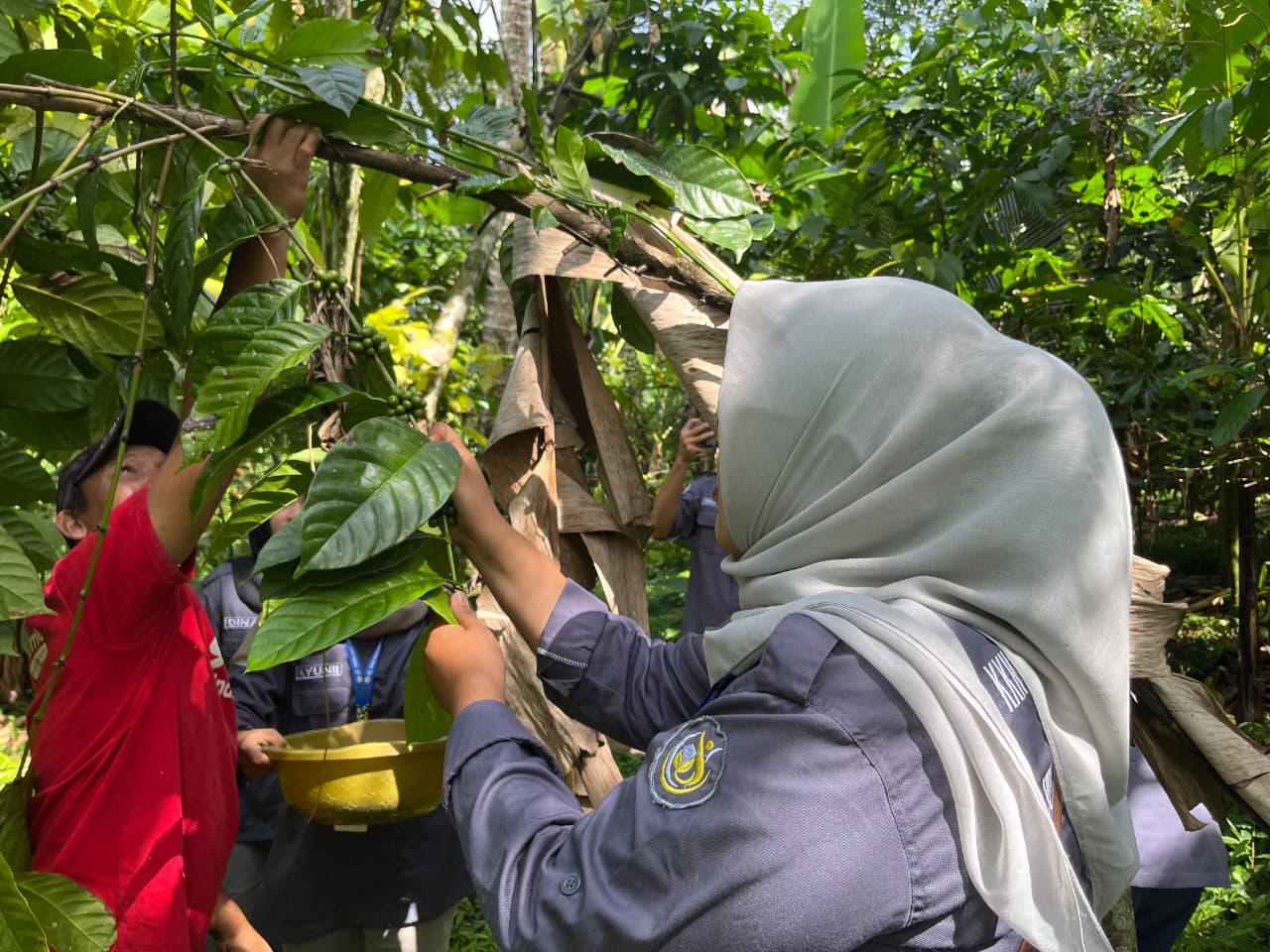 Proses Pemetikan Kopi